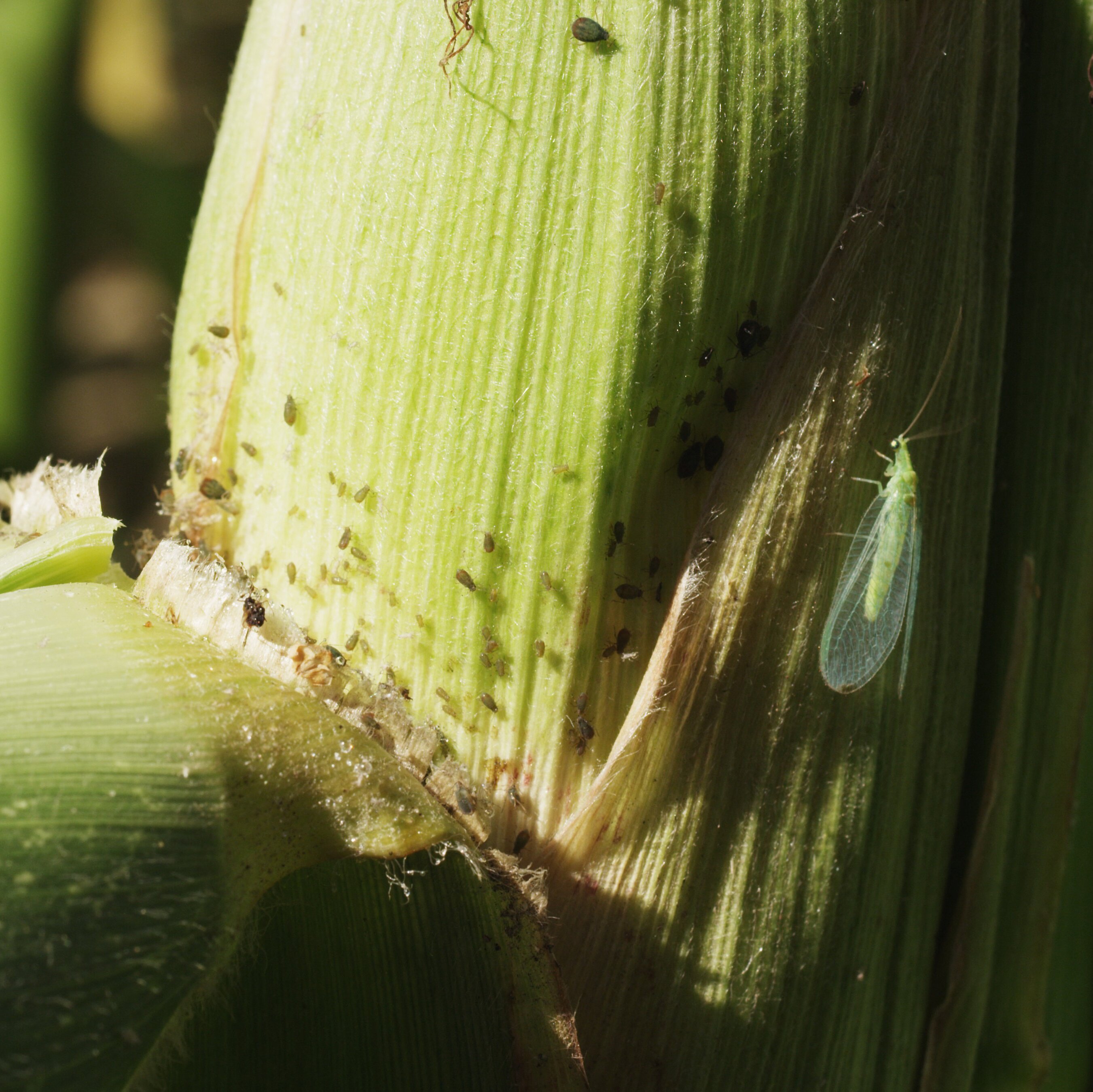 Florfliege und Blattläuse